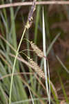 Barratt's sedge